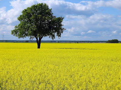 Norr om Köpenhamn: Skåne i mitt hjärta